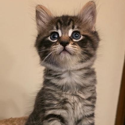 Enlarge Jett, an adopted Domestic Medium Hair in Allegan, MI image 1/1