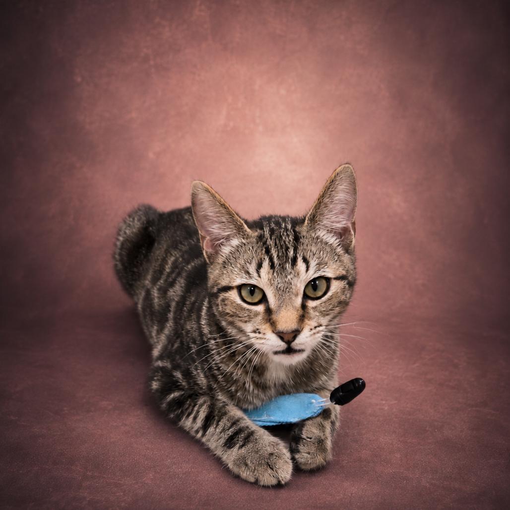Wanda, Adoptable, Kitten Female Domestic Short Hair.
