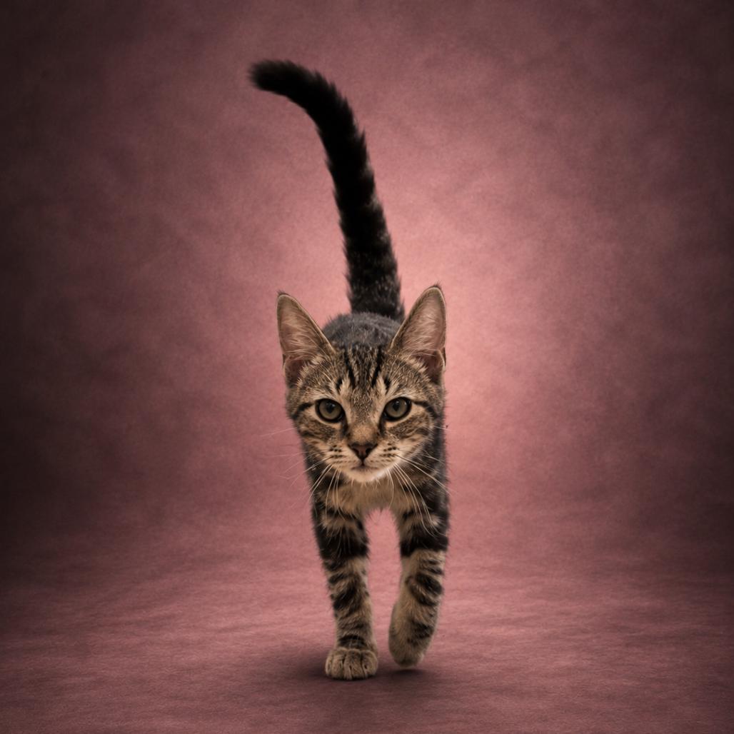 Enlarge Wanda, a Adoptable Domestic Short Hair in Newport, TN image 2/5