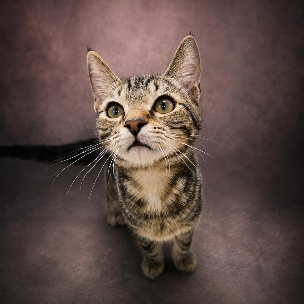 Enlarge Wanda, a Adoptable Domestic Short Hair in Newport, TN image 3/5