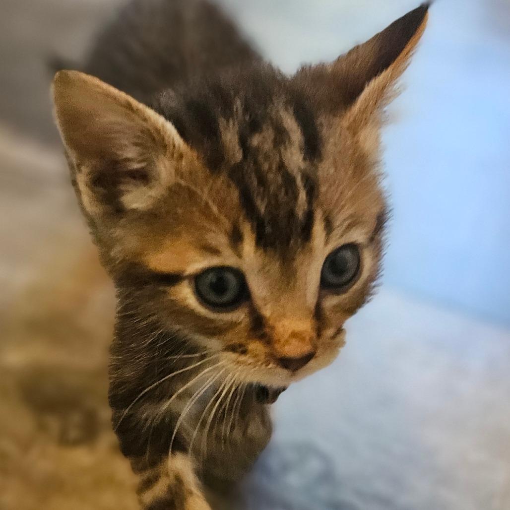 Enlarge Wanda, a Adoptable Domestic Short Hair in Newport, TN image 2/2