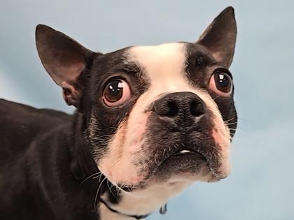 Zeus, Adoptable, Adult Male Boston Terrier & Mixed Breed.