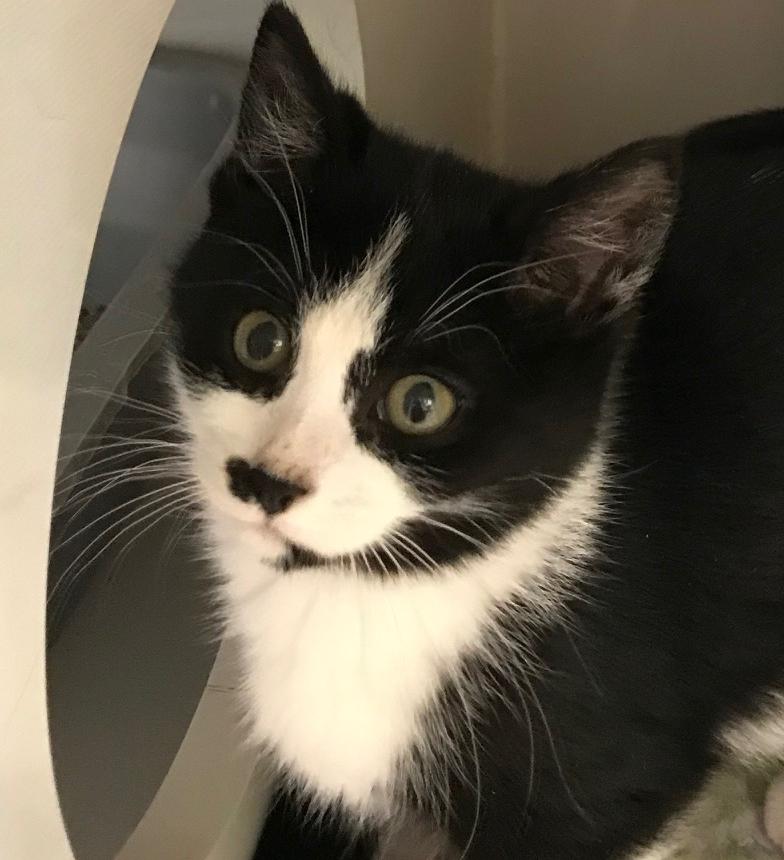 Enlarge Larlee, a Adoptable Domestic Short Hair in Arthurette, NB image 1/1