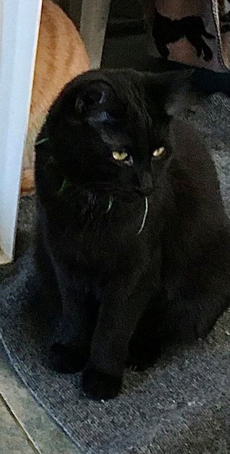 Enlarge Dagget, a Adoptable Domestic Short Hair in Fredericksburg, OH image 1/1