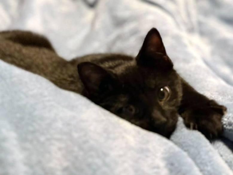 Enlarge Nok, a ADOPTABLE Domestic Short Hair in Pittsburgh, PA image 5/5