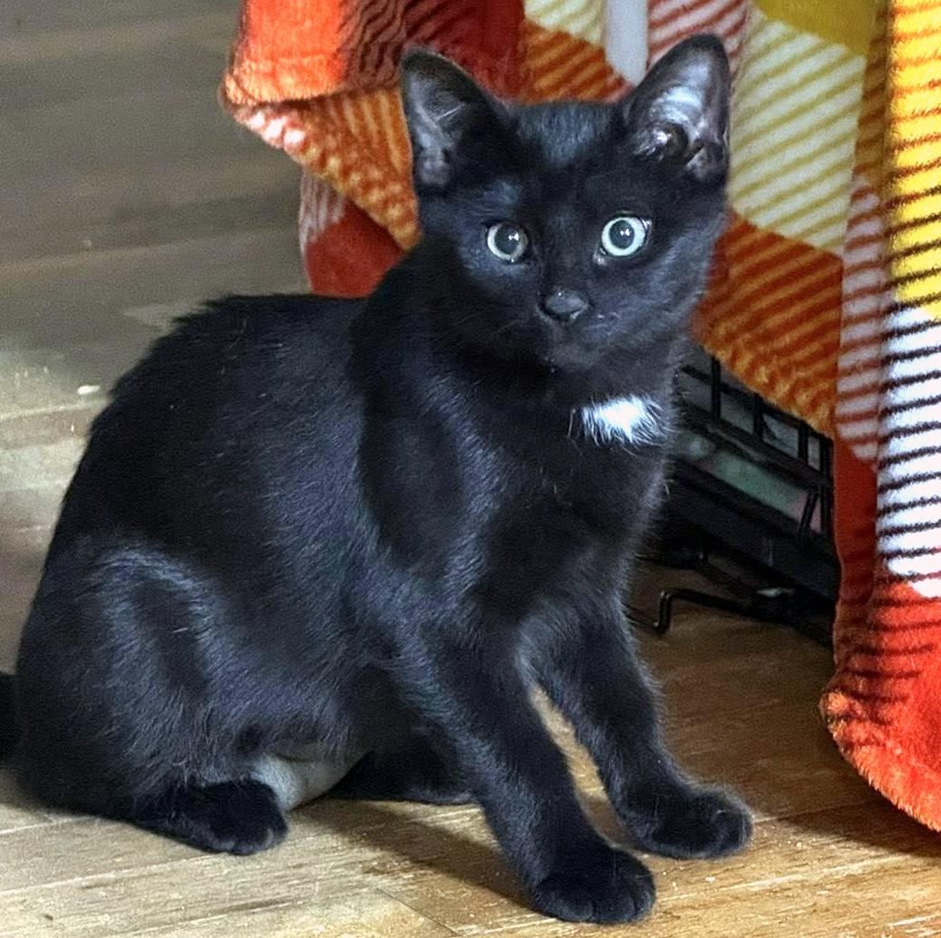 Enlarge Nok, a ADOPTABLE Domestic Short Hair in Pittsburgh, PA image 1/5