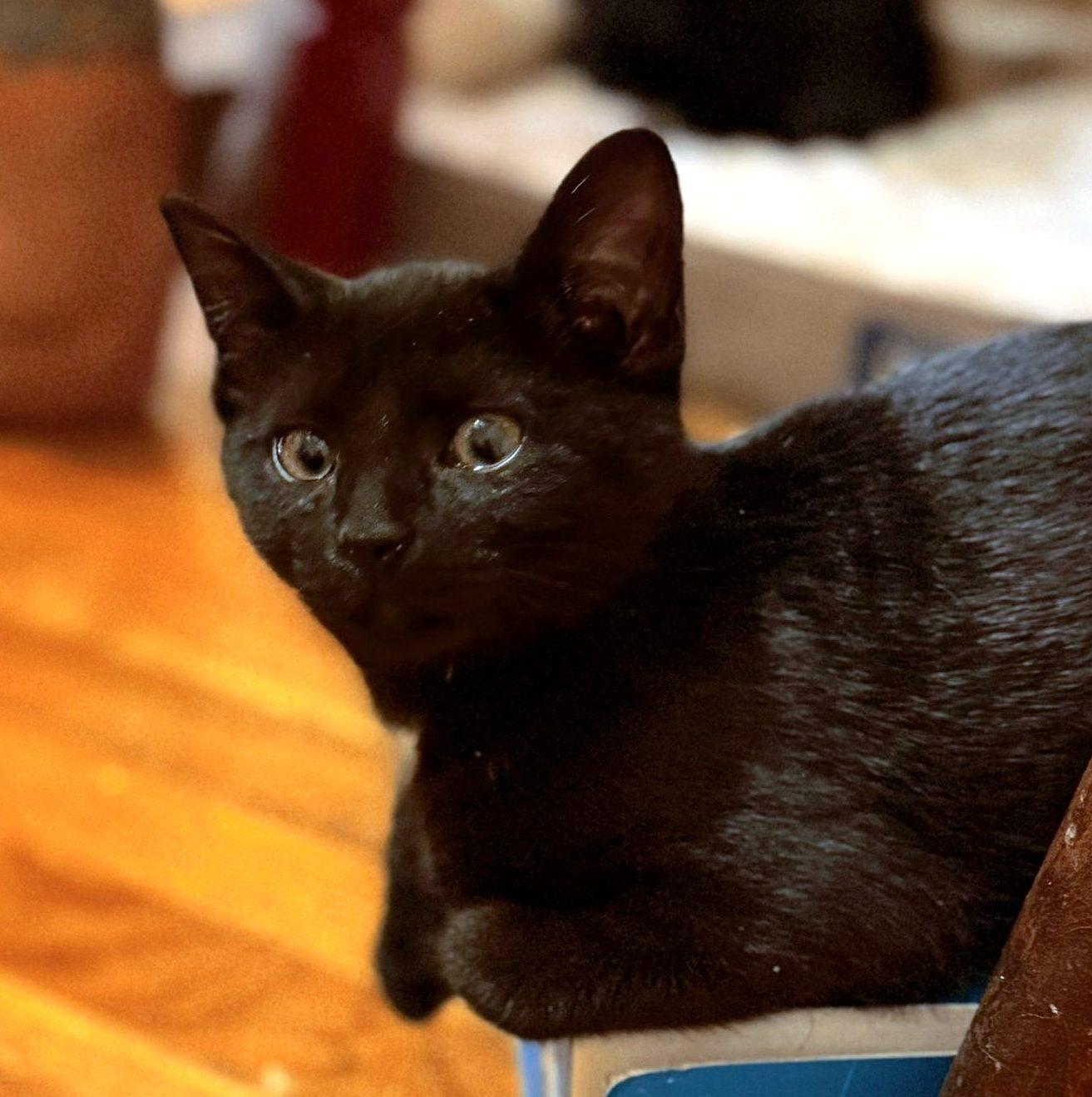 Enlarge Nok, a ADOPTABLE Domestic Short Hair in Pittsburgh, PA image 4/5