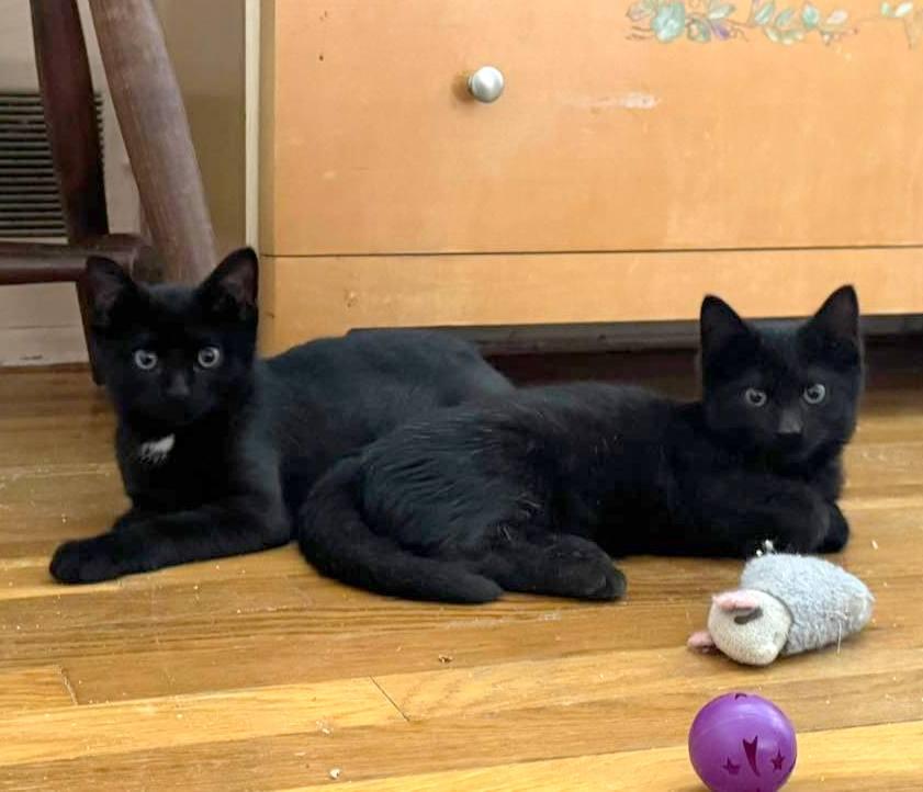 Enlarge Nok, a ADOPTABLE Domestic Short Hair in Pittsburgh, PA image 3/5