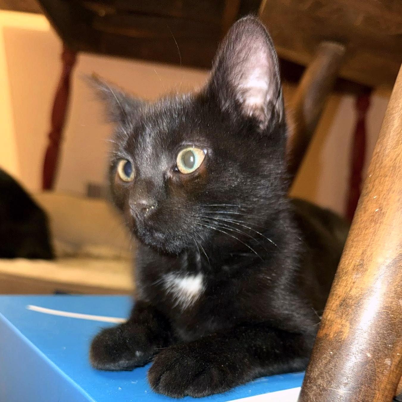 Enlarge Nok, a ADOPTABLE Domestic Short Hair in Pittsburgh, PA image 2/5