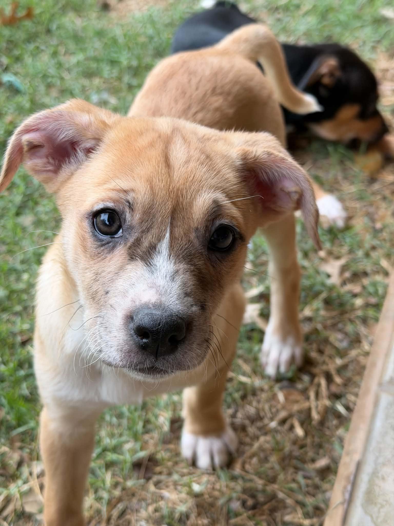 Sequoia, ADOPTABLE, Puppy Female Cattle Dog.