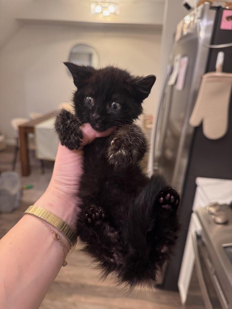 Holly, Adoptable, Kitten Female Domestic Short Hair.