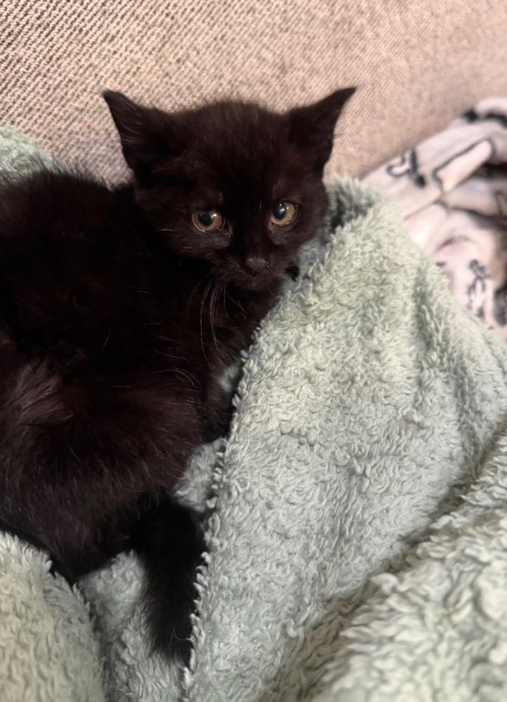 Enlarge Holly, a Adoptable mixed breed in New York, NY image 2/6