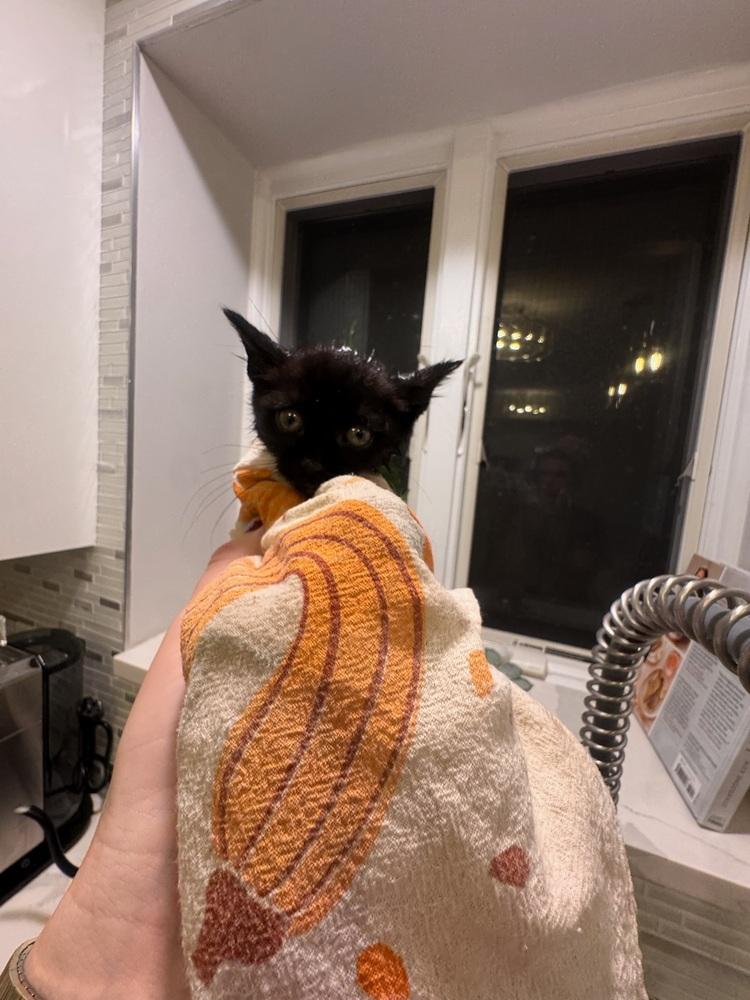 Enlarge Holly, a Adoptable mixed breed in New York, NY image 3/6