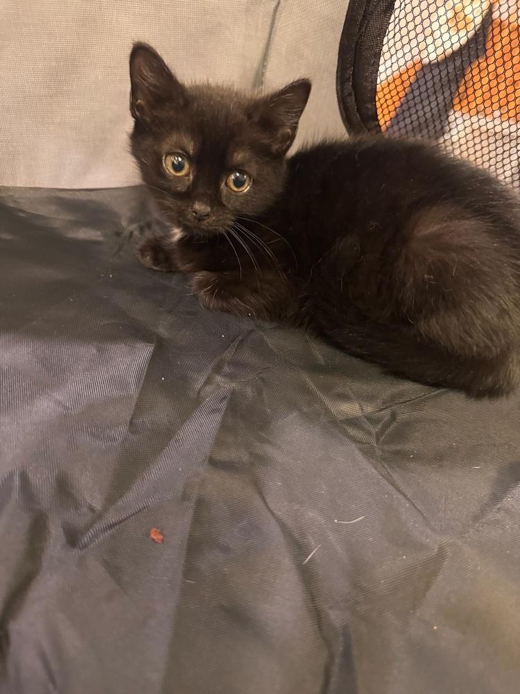 Enlarge Holly, a Adoptable mixed breed in New York, NY image 4/6