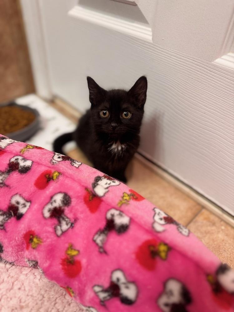 Enlarge Holly, a Adoptable mixed breed in New York, NY image 5/6