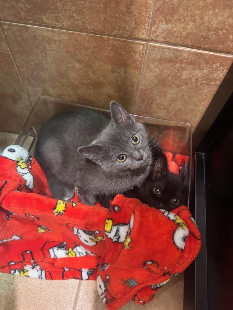 Enlarge Holly, a Adoptable mixed breed in New York, NY image 6/6