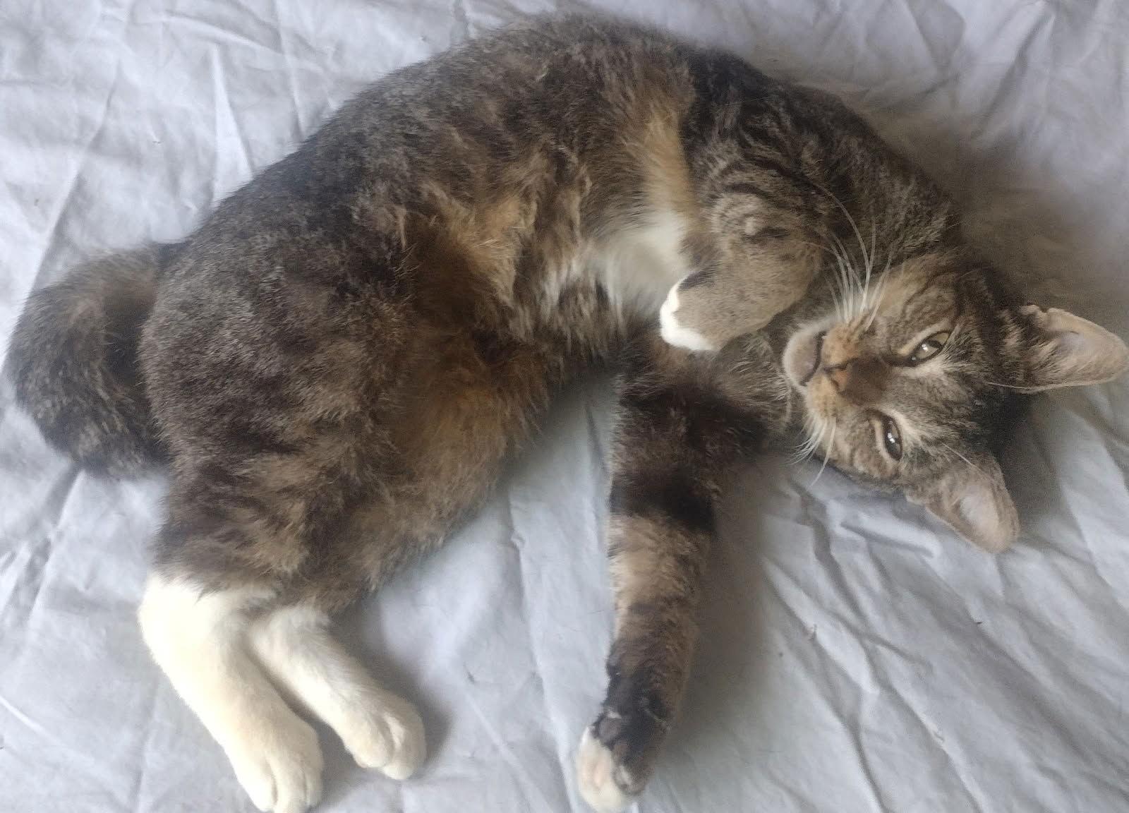 Tubi courtesy post, Adoptable, Adult Male Tabby & Domestic Short Hair.