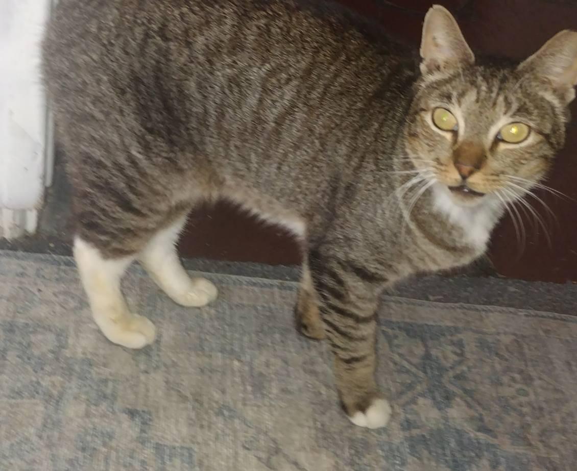 Enlarge Tubi courtesy post, a Adoptable mixed breed in Laguna Niguel, CA image 2/3