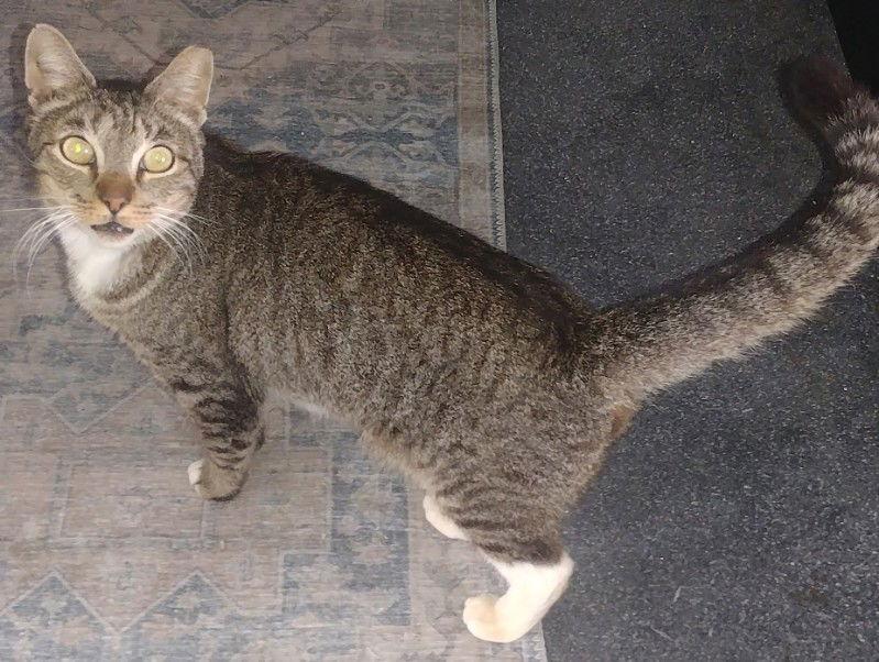 Enlarge Tubi courtesy post, a Adoptable mixed breed in Laguna Niguel, CA image 3/3