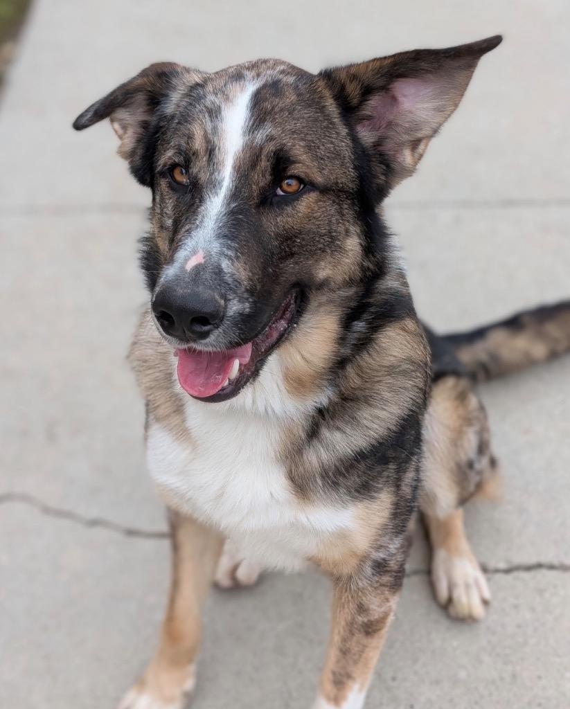 Enlarge Waylon, a Adoptable mixed breed in Defiance, OH image 1/6