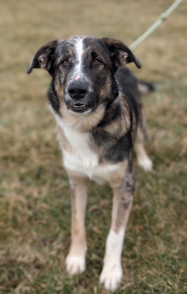 Enlarge Waylon, a Adoptable mixed breed in Defiance, OH image 1/6