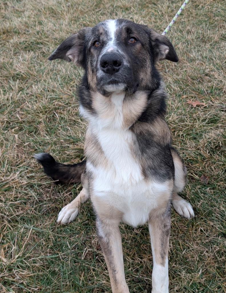 Waylon, a Adoptable mixed breed in Defiance, OH image 1/6