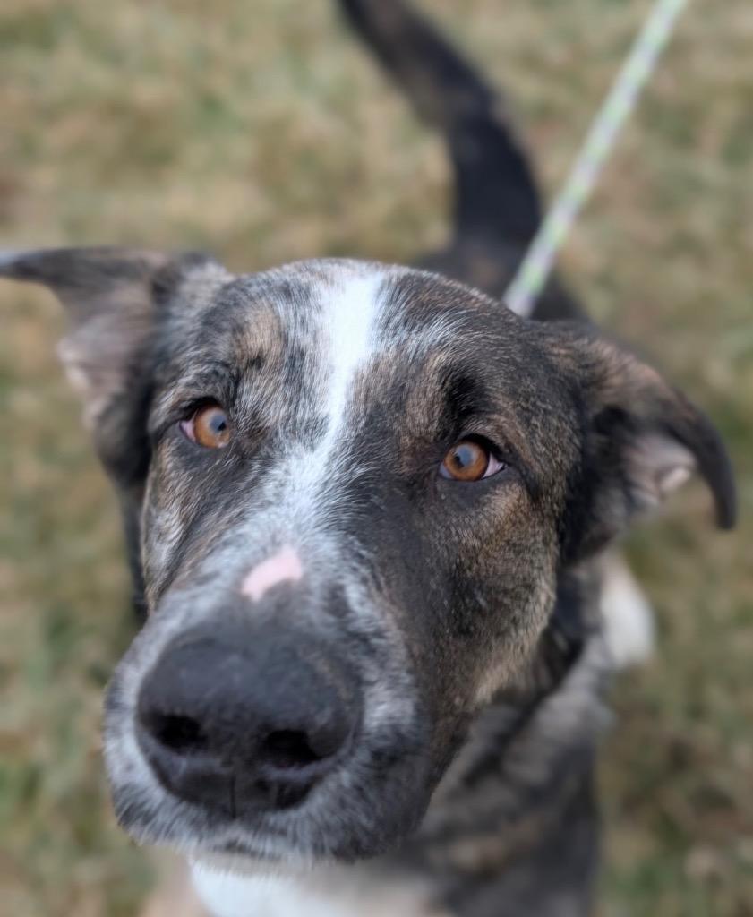Enlarge Waylon, a Adoptable mixed breed in Defiance, OH image 2/6