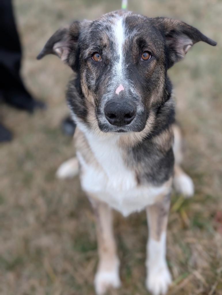 Enlarge Waylon, a Adoptable mixed breed in Defiance, OH image 3/6