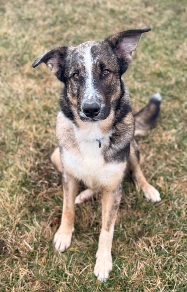 Enlarge Waylon, a Adoptable mixed breed in Defiance, OH image 4/6