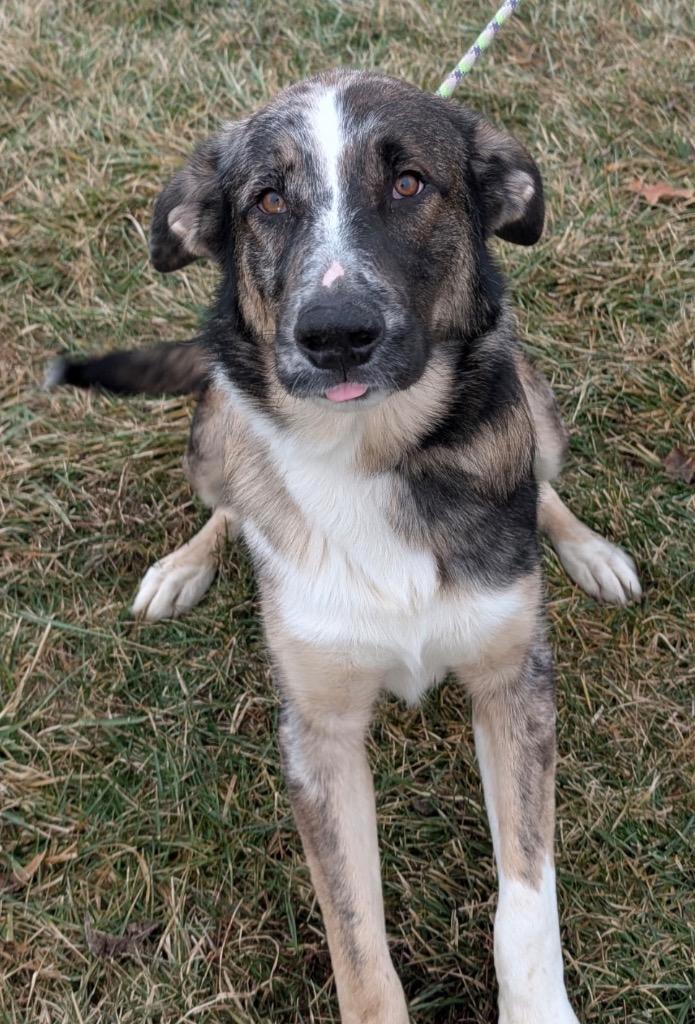 Enlarge Waylon, a Adoptable mixed breed in Defiance, OH image 5/6