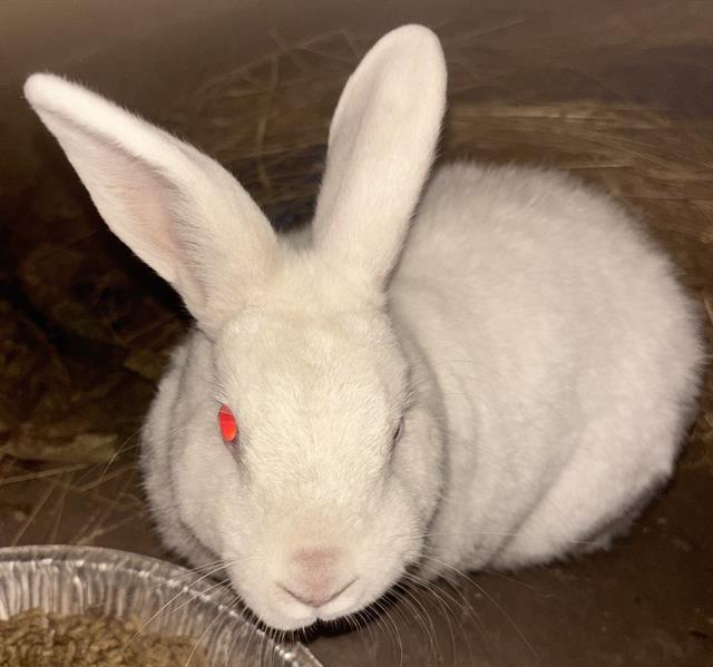 LA BUN JAMES photo