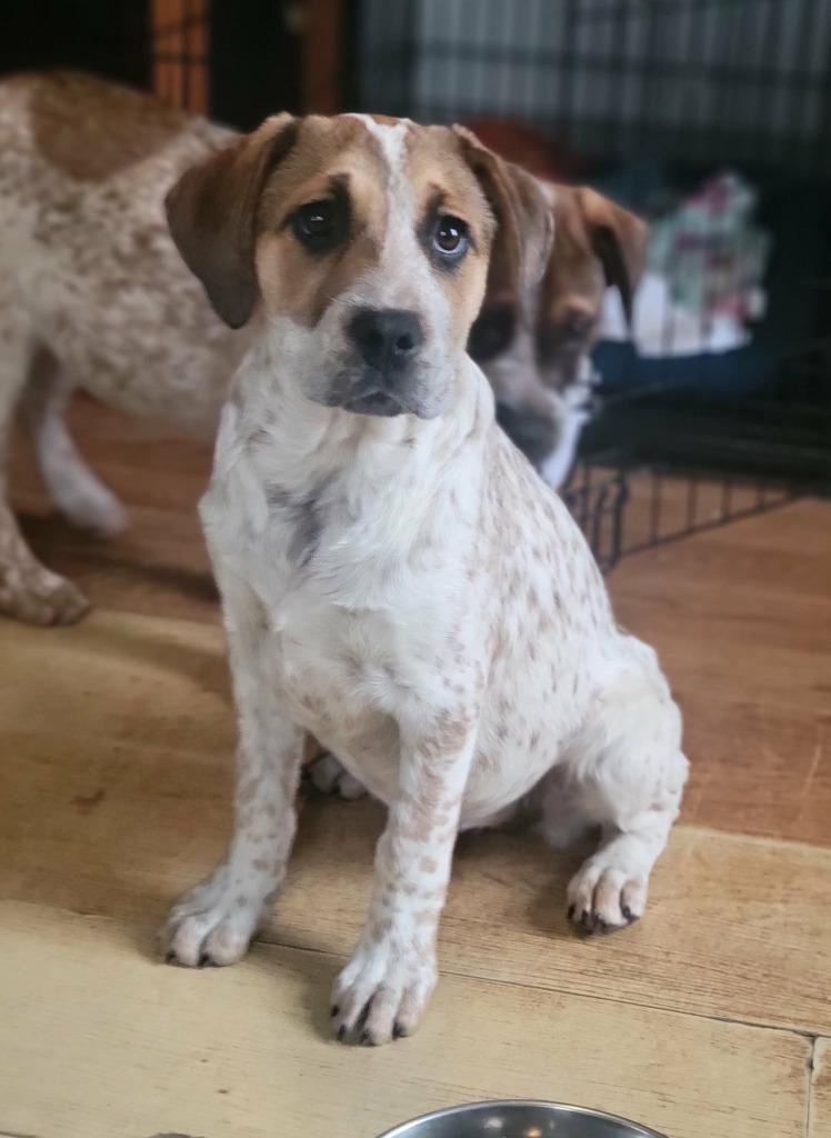 Jessie, Adoptable, Puppy Female Mixed Breed.