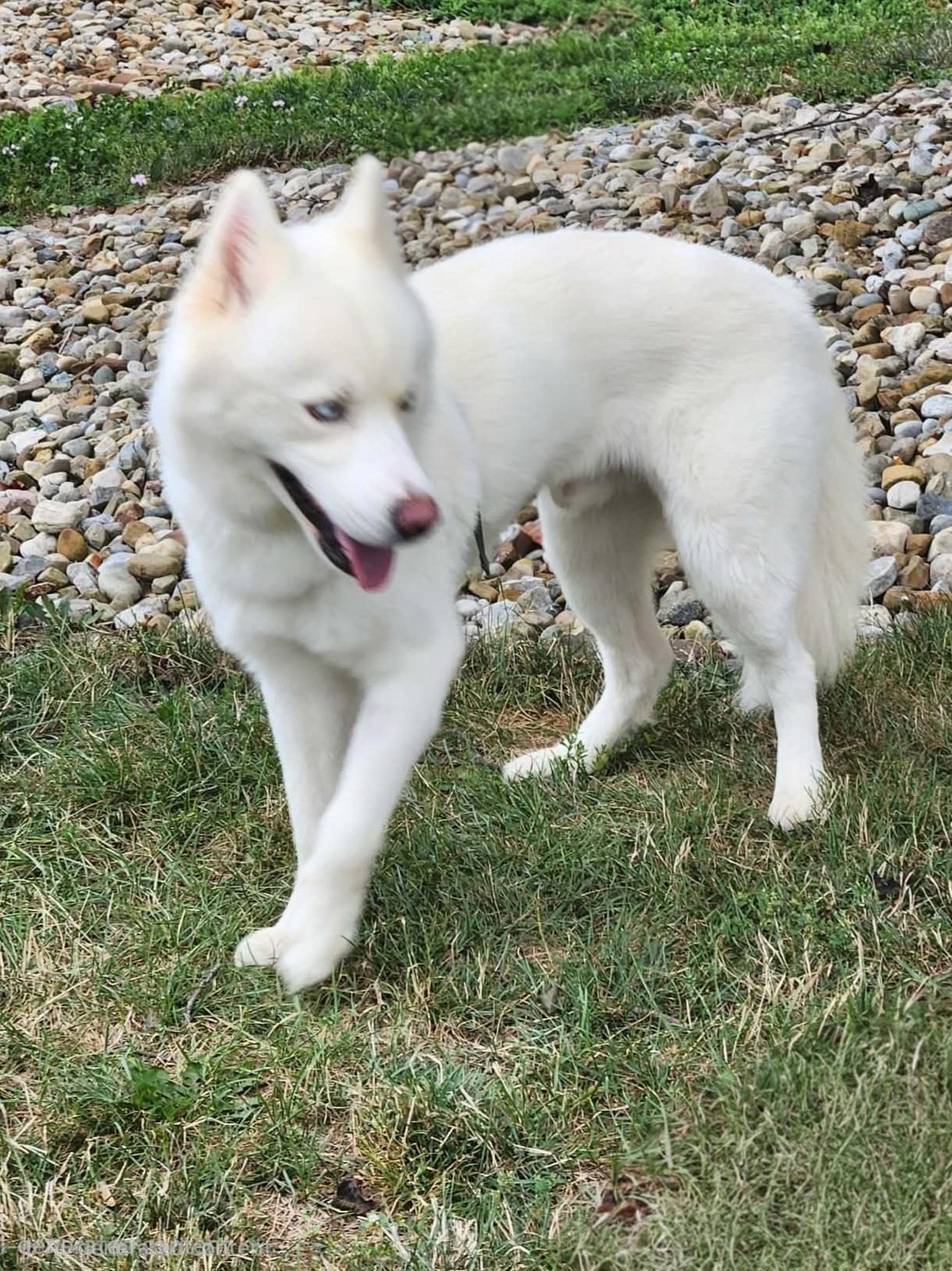 Togo, a ADOPTABLE mixed breed in Seville, OH image 3/4