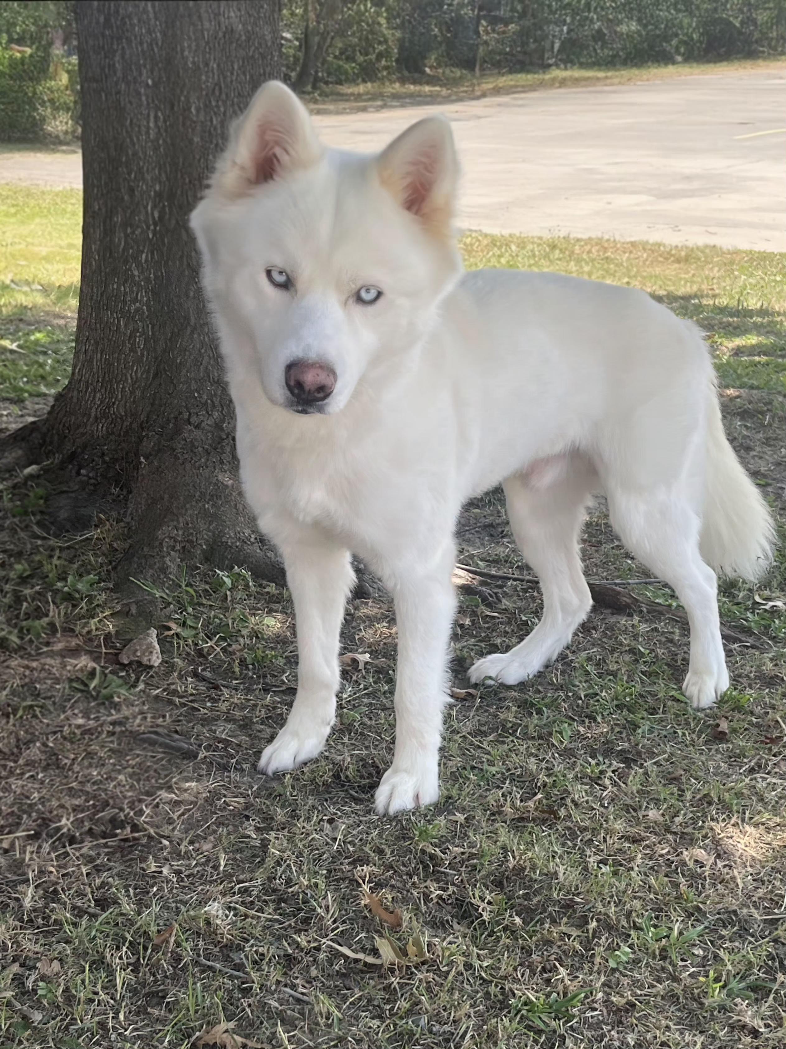 Togo, a ADOPTABLE mixed breed in Seville, OH image 4/4