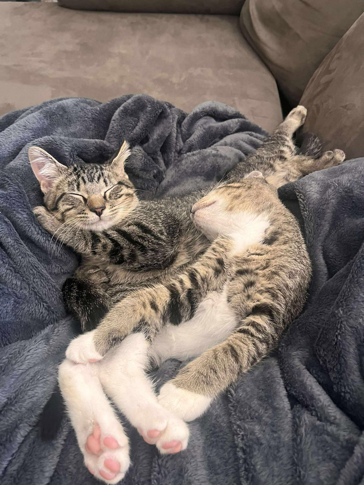 FRANKLIN