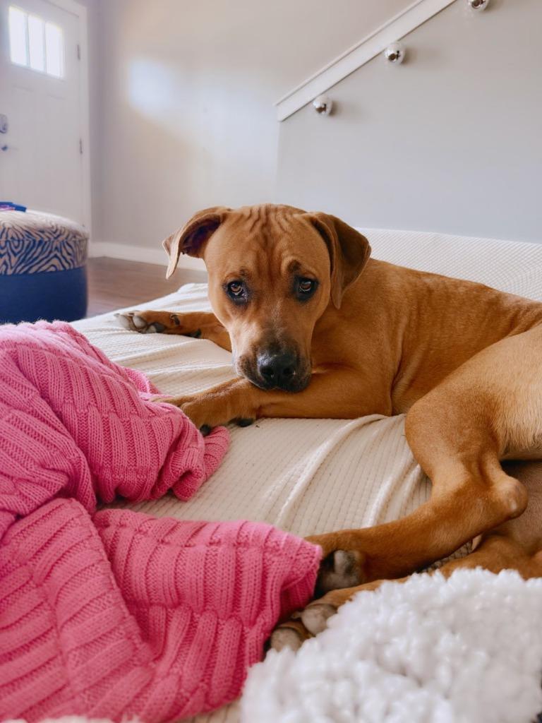 Enlarge Maya, a Adoptable mixed breed in Fayetteville, AR image 1/4