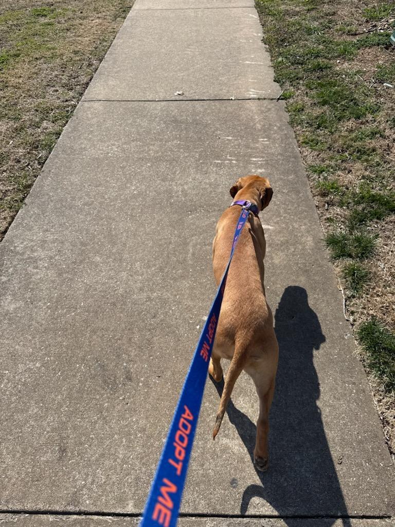 Enlarge Maya, a Adoptable mixed breed in Fayetteville, AR image 2/4