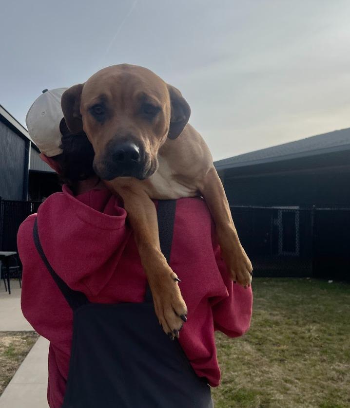 Enlarge Maya, a Adoptable mixed breed in Fayetteville, AR image 4/4