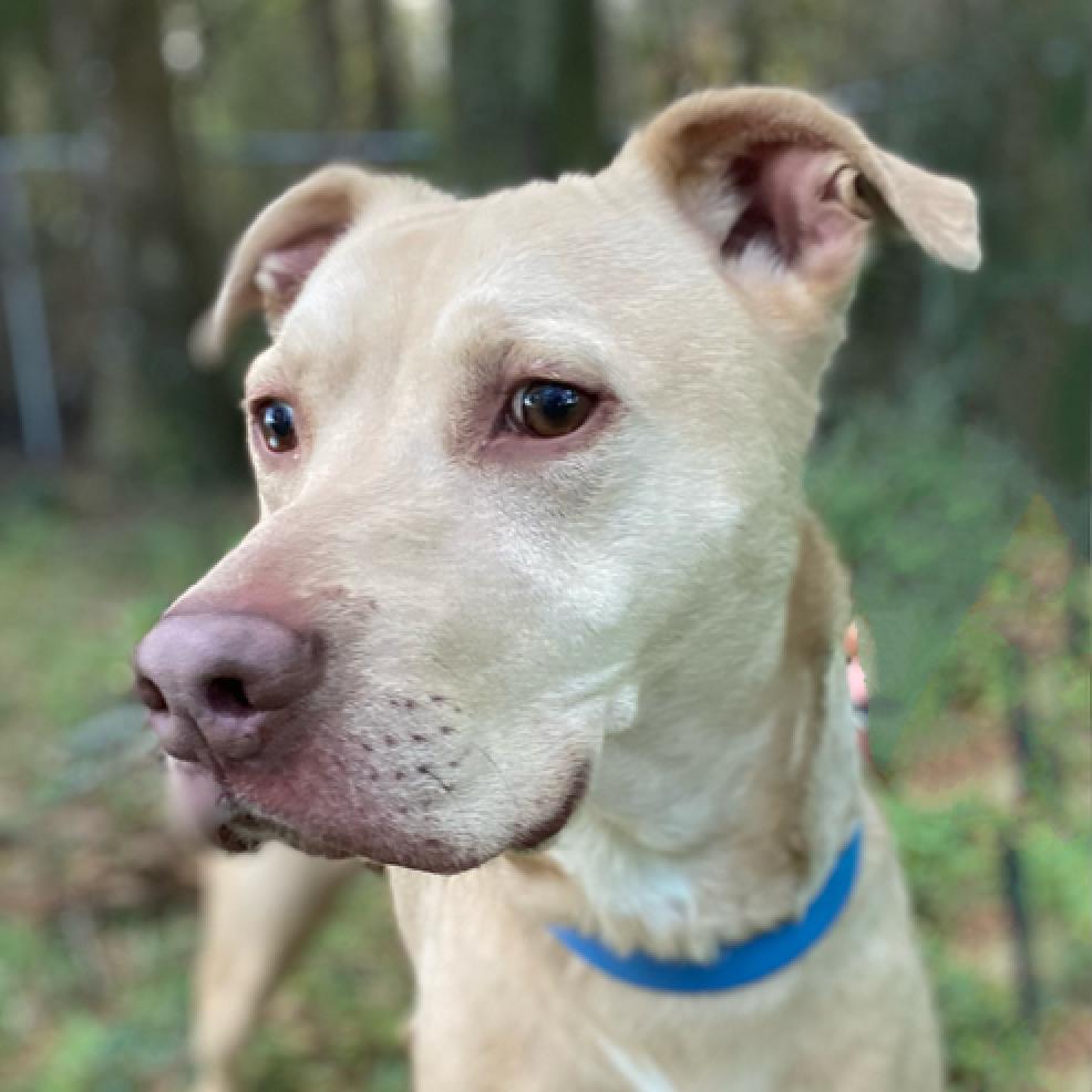 Tampa, Adoptable, Senior Male Mixed Breed.