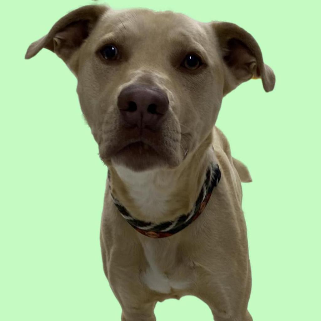 Enlarge Tampa, a Adoptable Mixed Breed in Jacksonville, FL image 2/3