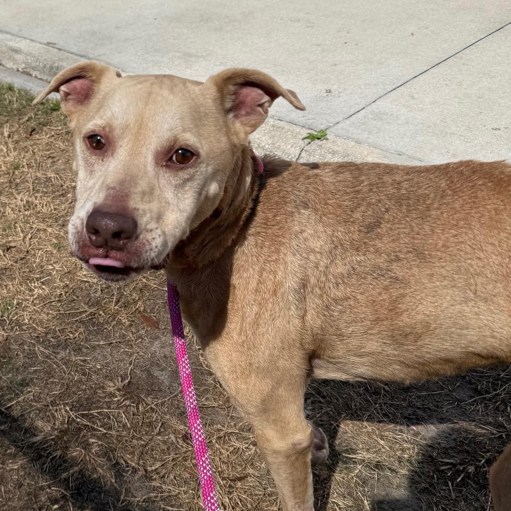 Enlarge Tampa, a Adoptable Mixed Breed in Jacksonville, FL image 3/3