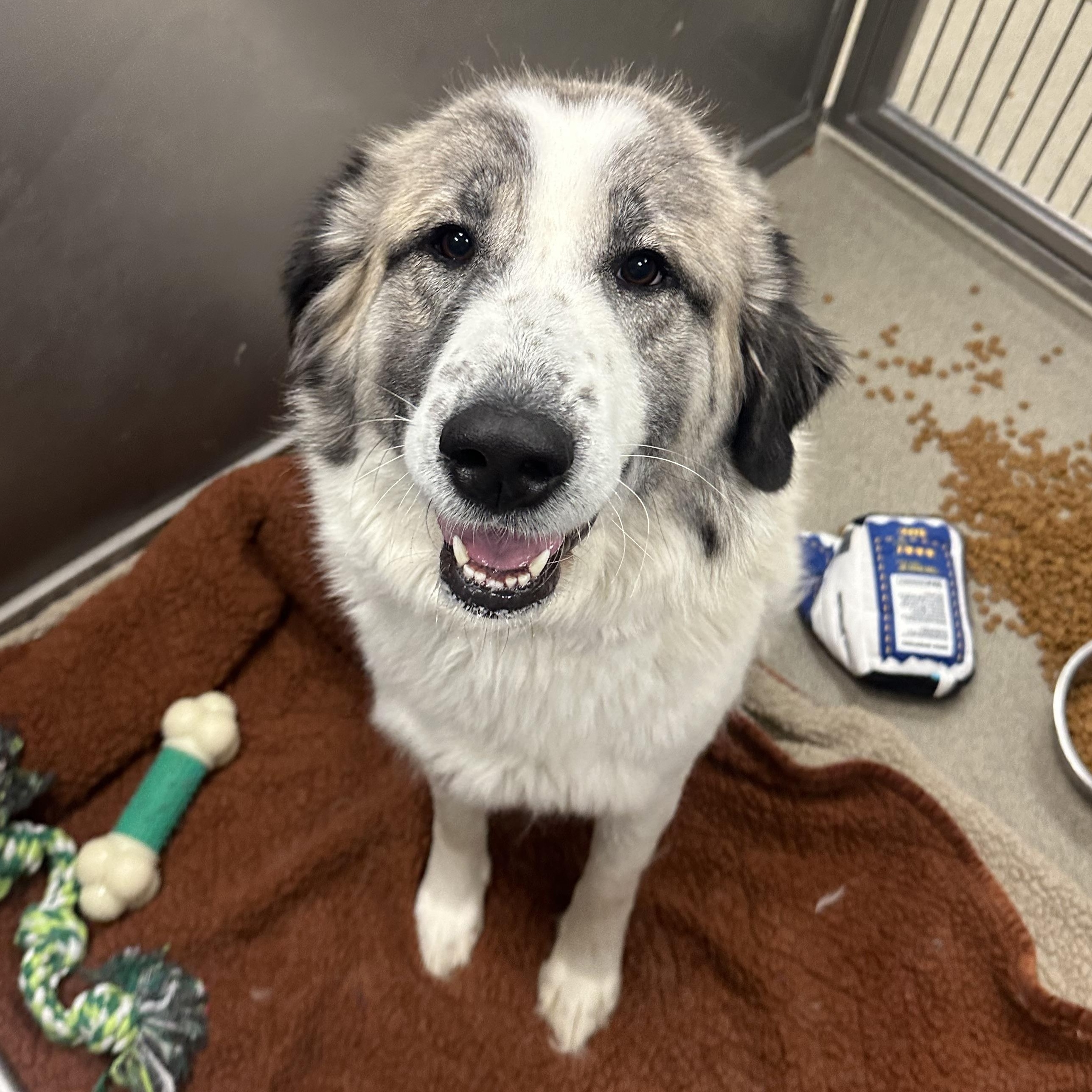 Kearney Animal Shelter - fq3we21