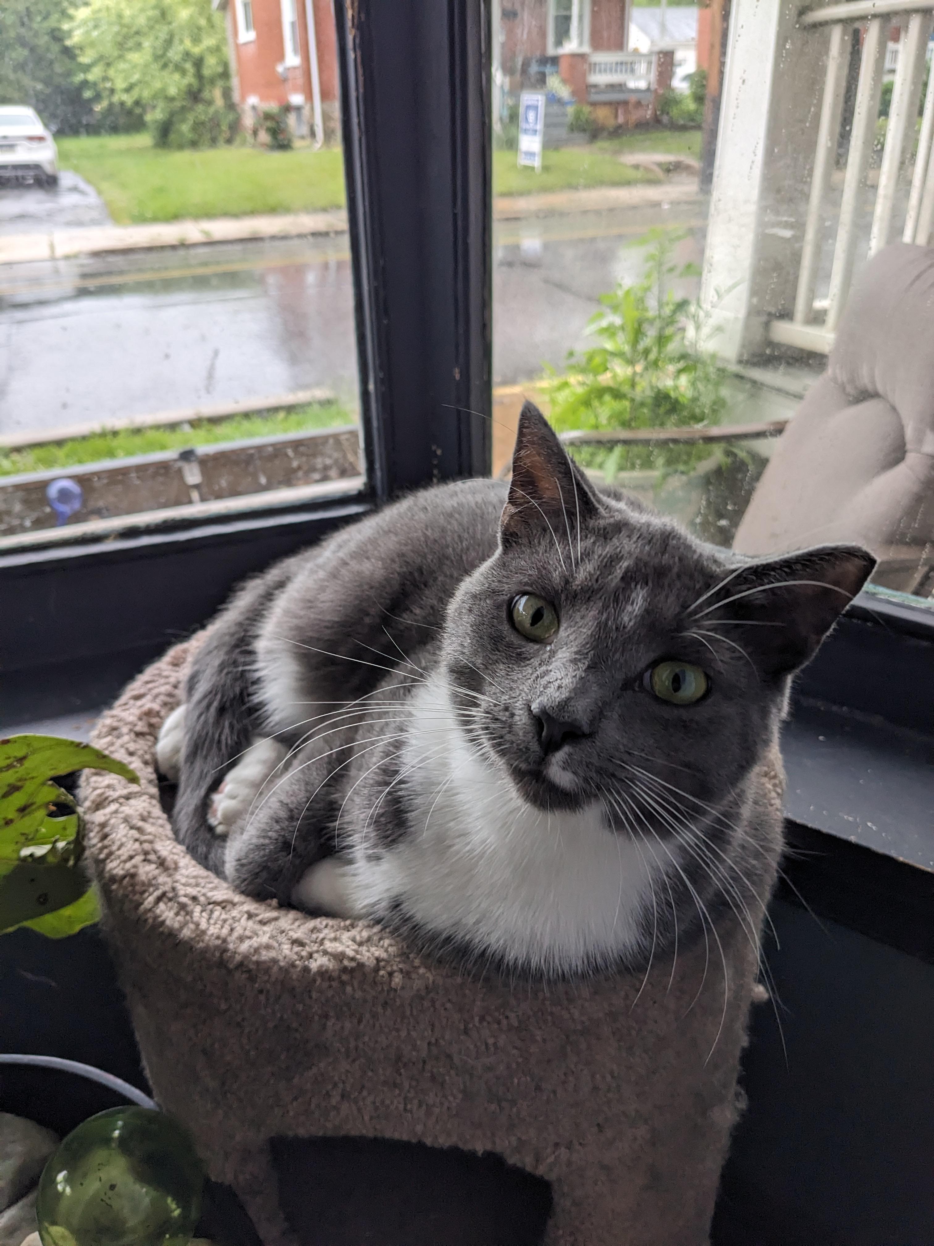 Enlarge Ollie, a Adoptable Domestic Short Hair in Oxford, PA image 1/3