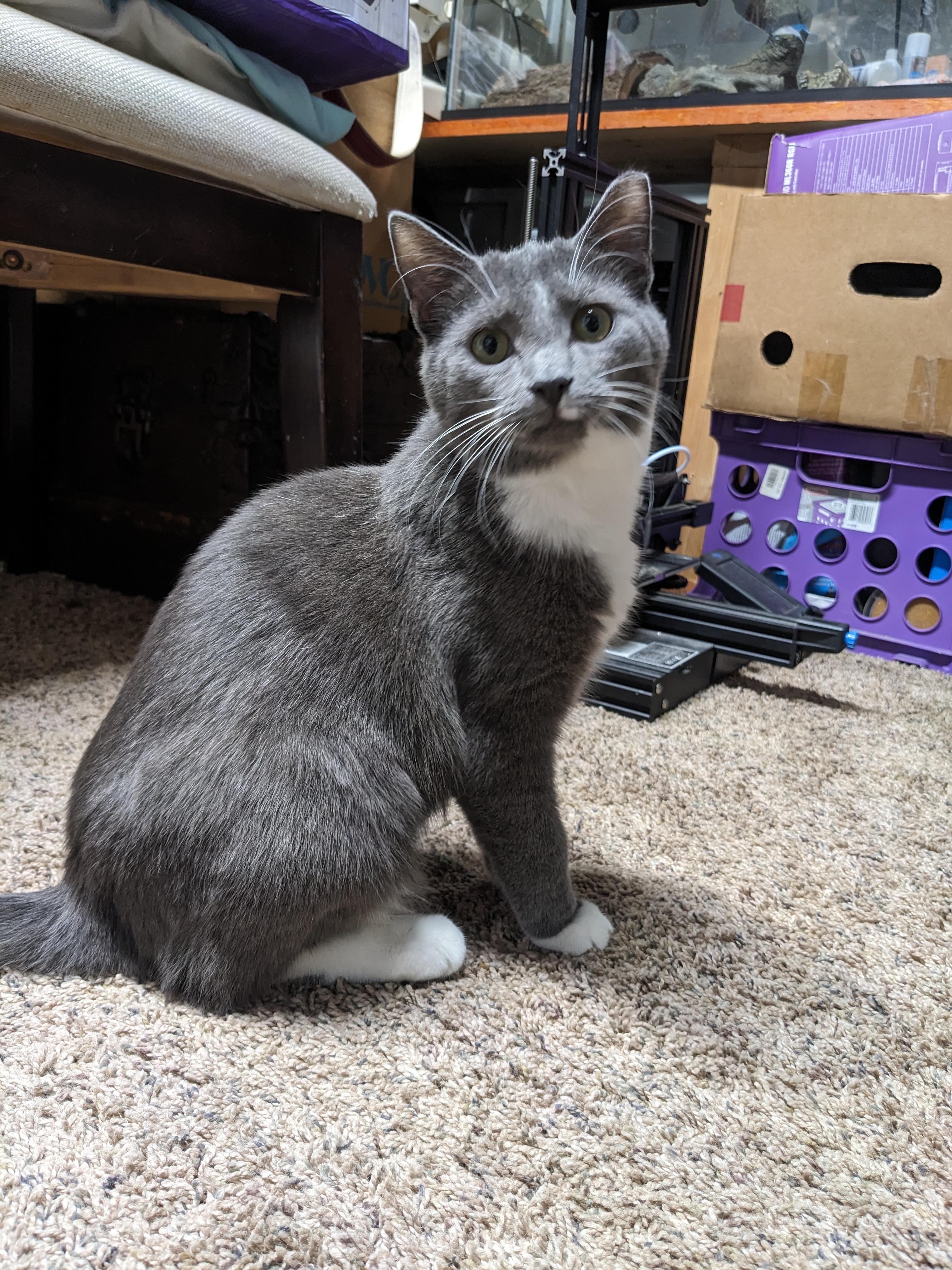 Enlarge Ollie, a Adoptable Domestic Short Hair in Oxford, PA image 2/3