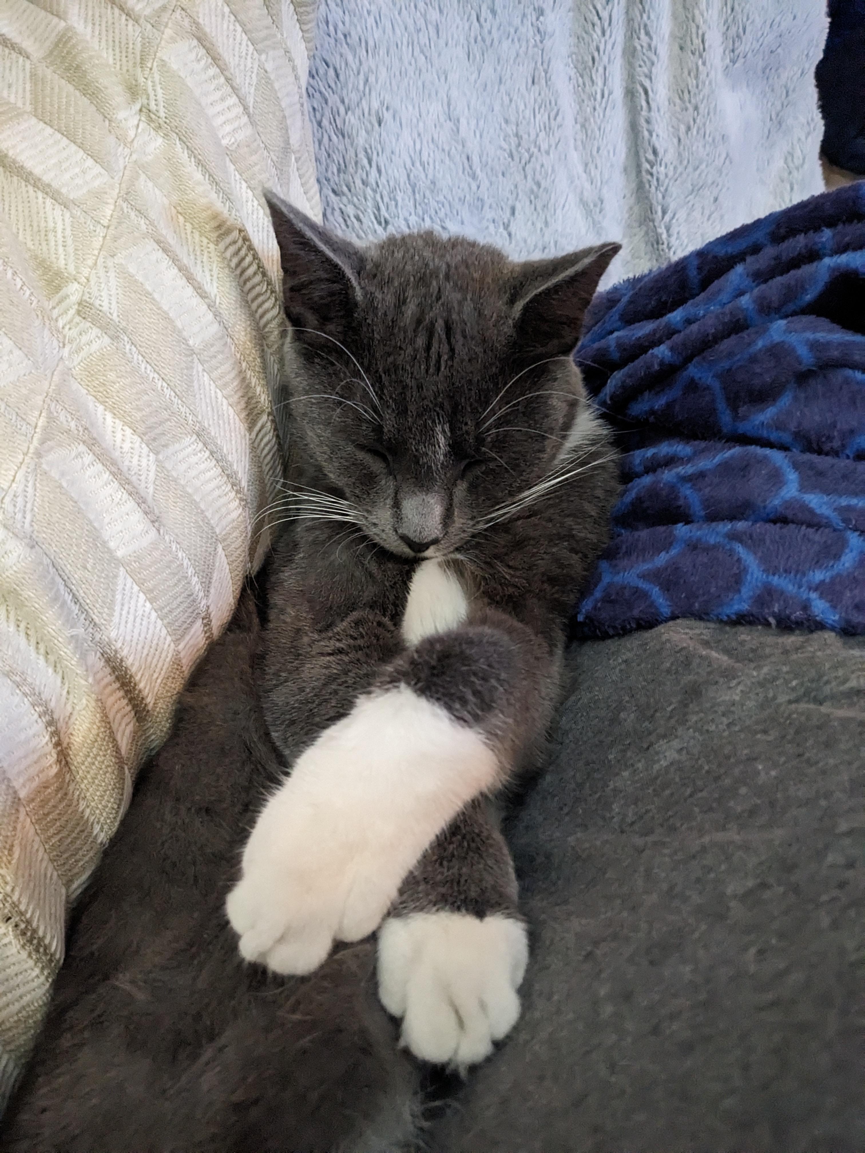 Enlarge Ollie, a Adoptable Domestic Short Hair in Oxford, PA image 3/3