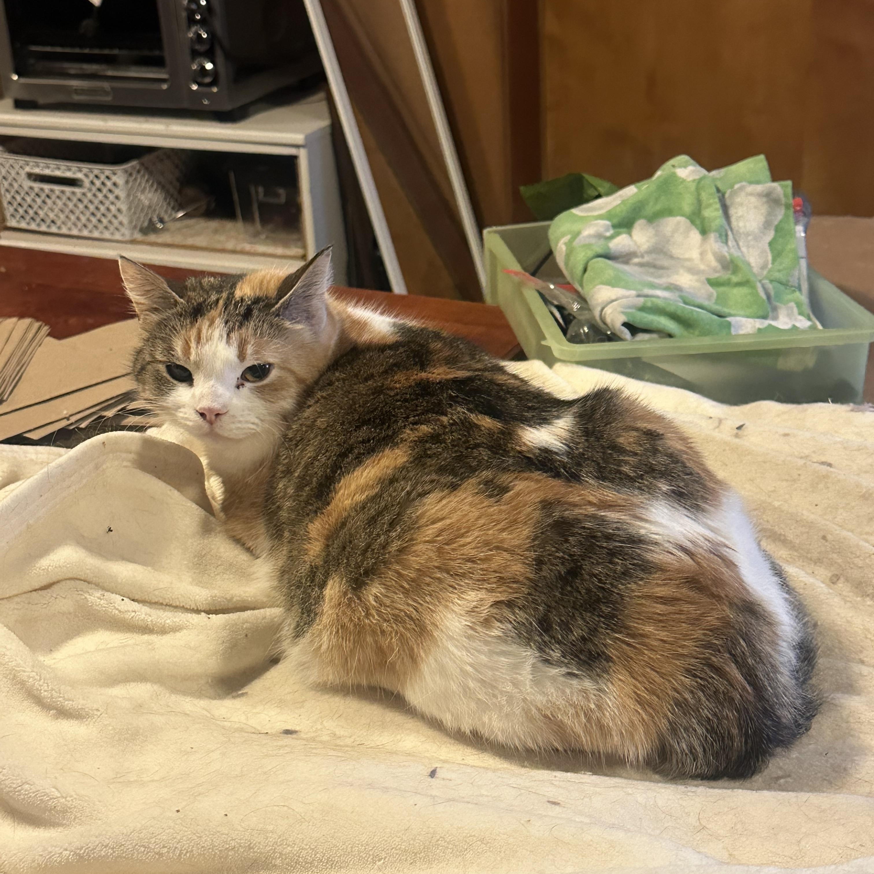 Mama Marie, ADOPTABLE, Adult Female Domestic Short Hair.