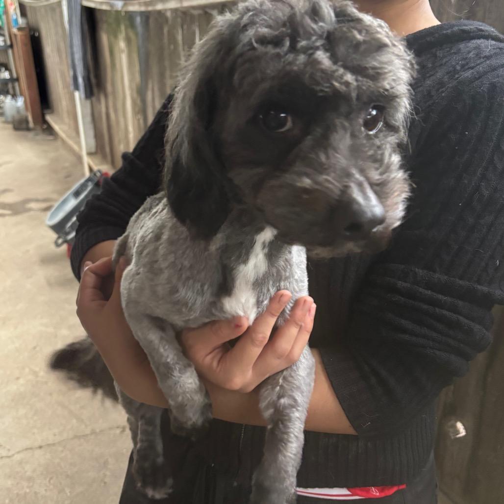 Mr. Bebot, Adoptable, Adult Male Poodle.