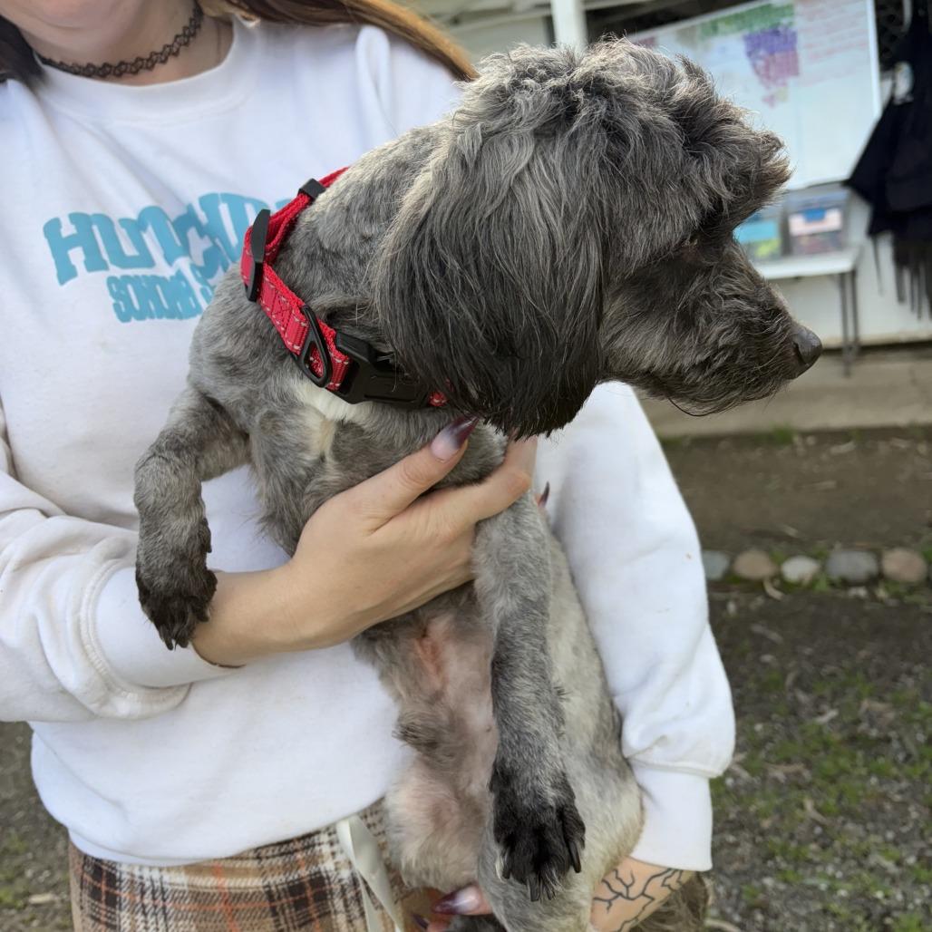 Enlarge Mr. Bebot, a Adoptable Poodle in Sonoma, CA image 2/5