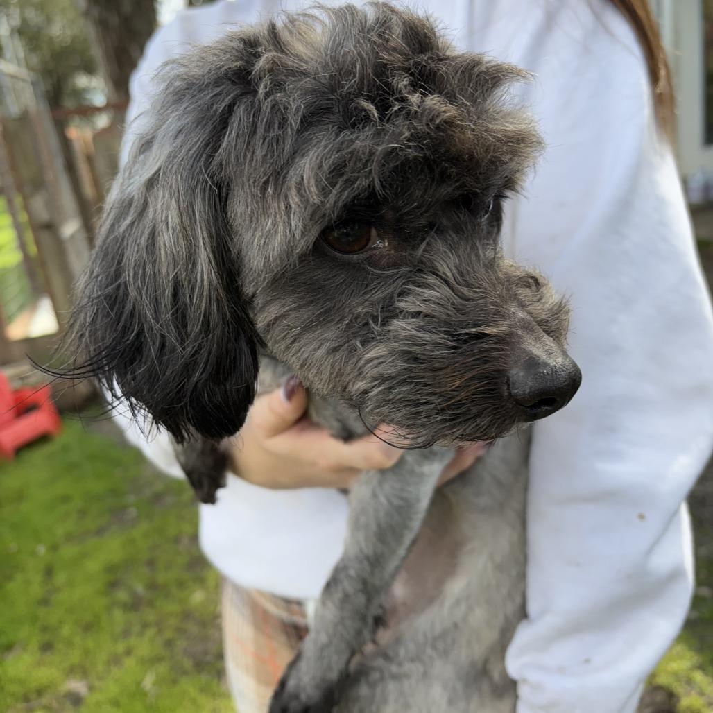 Enlarge Mr. Bebot, a Adoptable Poodle in Sonoma, CA image 3/5