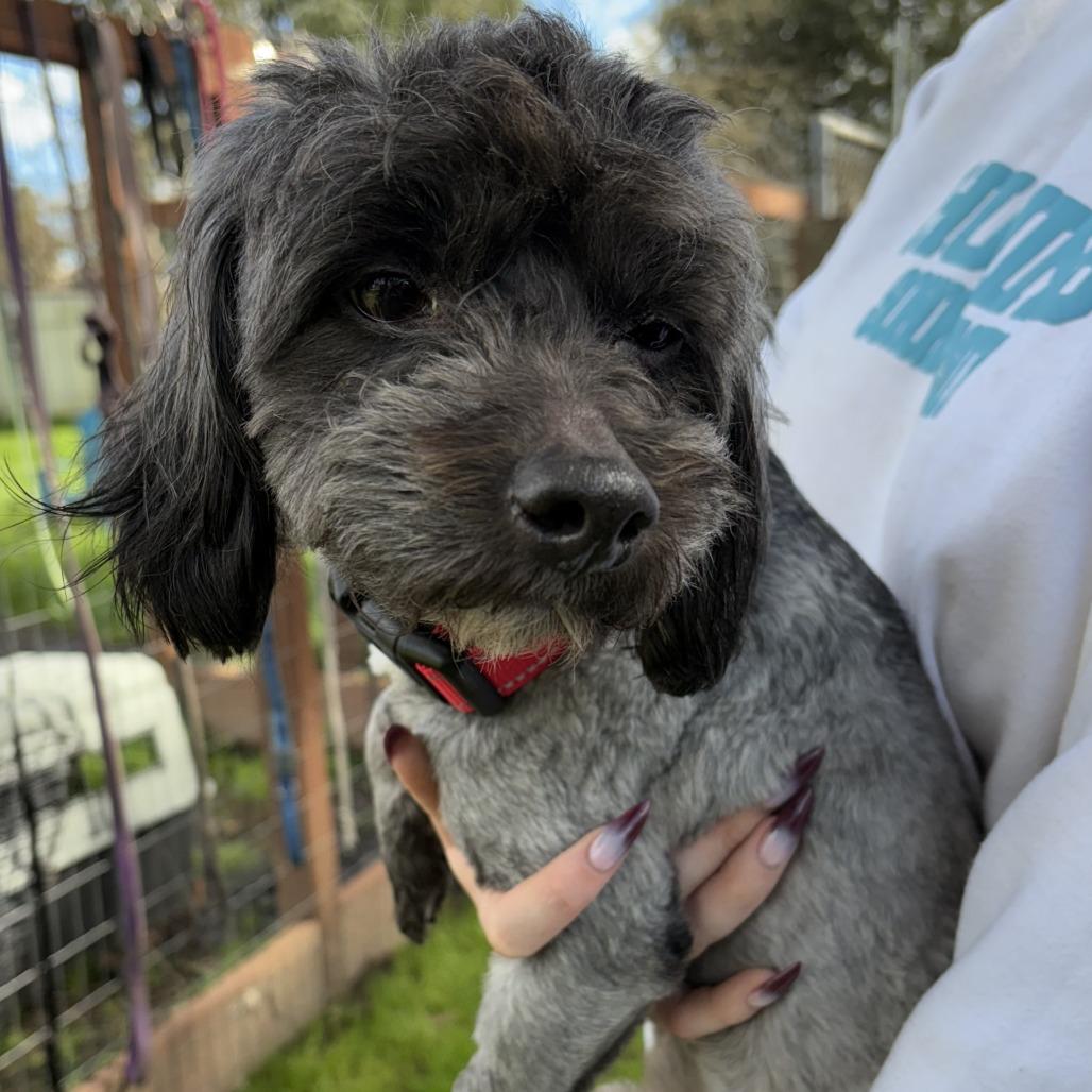 Enlarge Mr. Bebot, a Adoptable Poodle in Sonoma, CA image 4/5